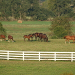 Kentucky mare field image