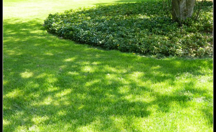 Pachysandra ground cover